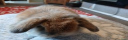 Mini Lop rabbits for sale: Stunning pure bred mini lops RTR - Advert 5
