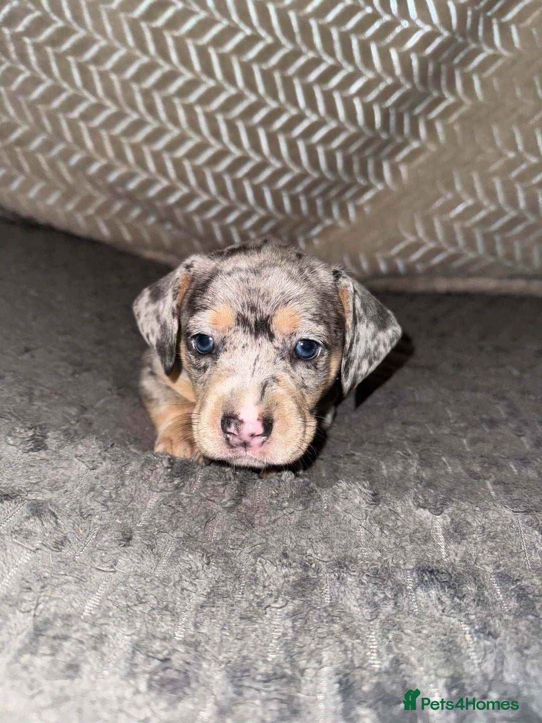 Mixed Breed dogs for sale: 🐾 Beautiful French Bull Weiners 🐾  - Advert 40