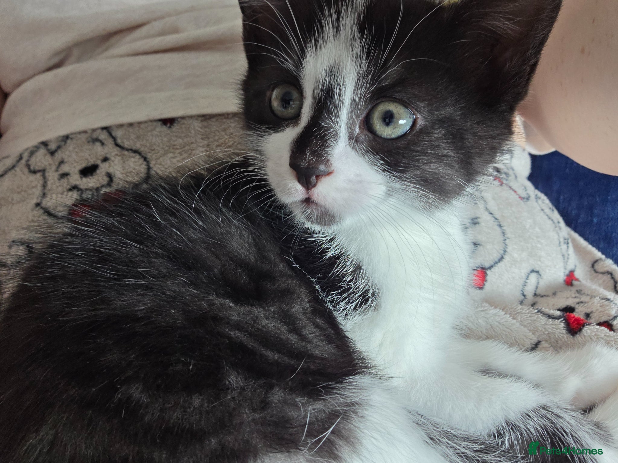 Mixed Breed cats 1 male kitten remaining - Advert 5