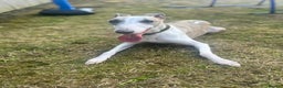Whippet dogs for sale: KC WHIPPET FOR SALE AGE 2 - Advert 1