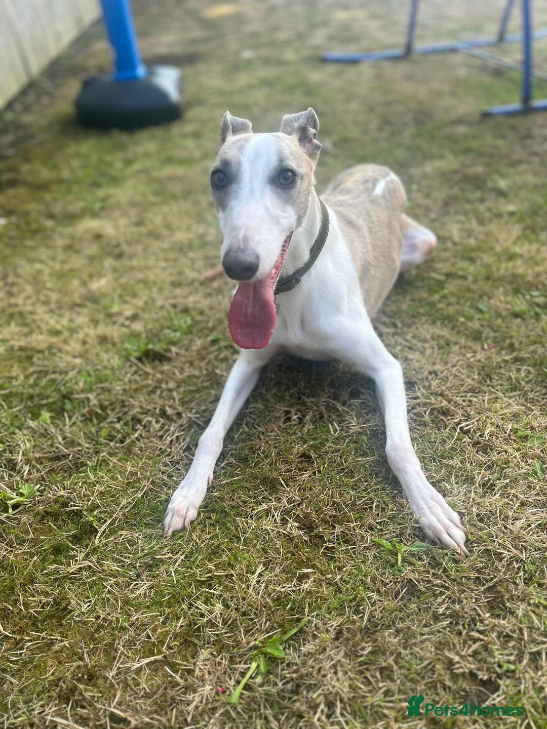 Whippet dogs for sale: KC WHIPPET FOR SALE AGE 2 - Advert 1