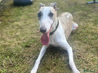 Whippet dogs KC WHIPPET FOR SALE AGE 2 - Advert 3