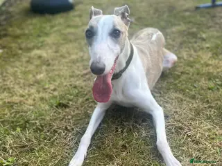 Whippet dogs KC WHIPPET FOR SALE AGE 2 - Advert 5