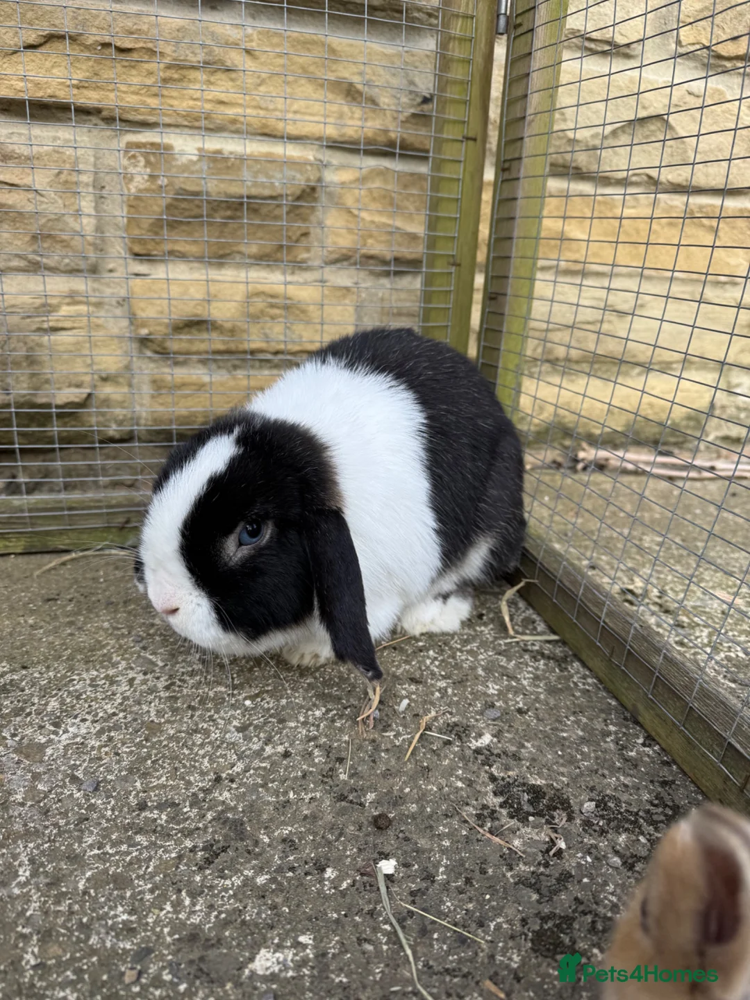 Mini Lop rabbits for sale: Female black otter split mini lop  - Advert 2