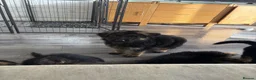 German Shepherd dogs for sale: German Shepards long haired pups in Edinburgh - Advert 9