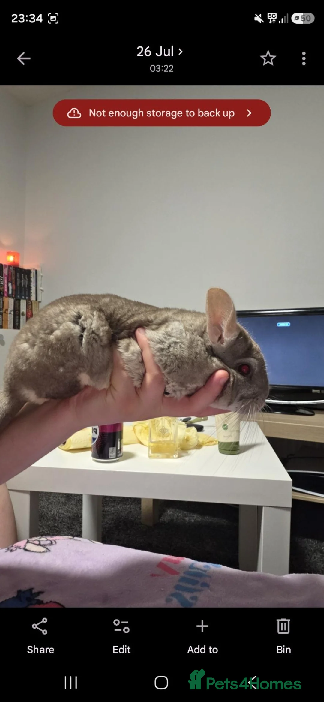 Chinchilla rodents for sale: Female chinchilla  - Advert 2
