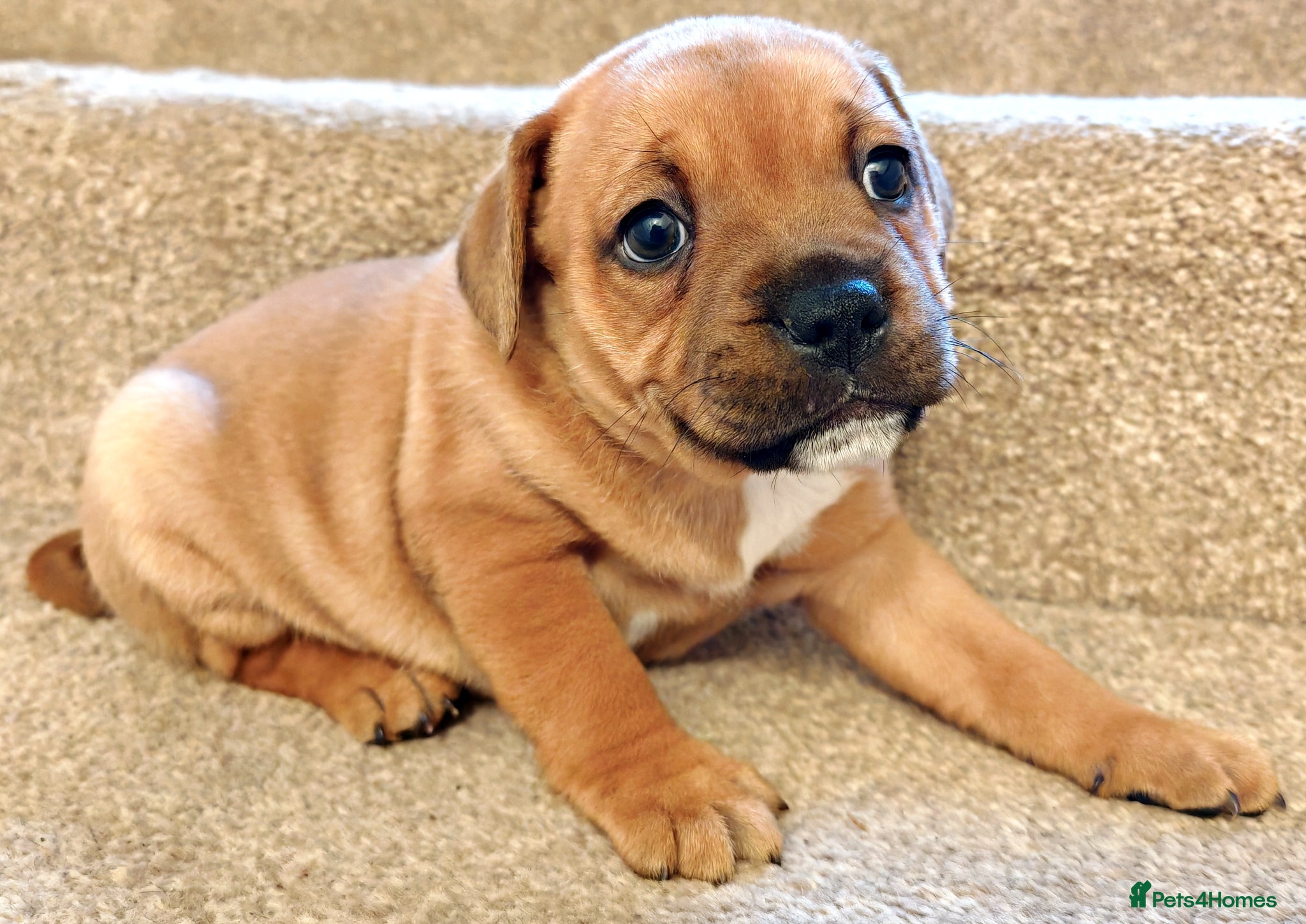 Staffordshire Bull Terrier dogs GORGEOUS RED STAFFORDSHIRE BULL TERRIER PUPPIES - Advert 2