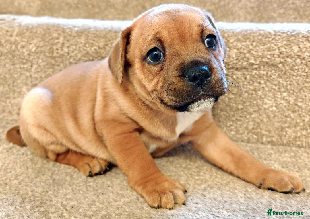 Staffordshire Bull Terrier dogs for sale: GORGEOUS RED STAFFORDSHIRE BULL TERRIER PUPPIES - Advert 2