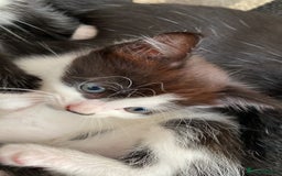 Domestic Shorthair cats for sale: 3 gorgeous kittens - Image 6