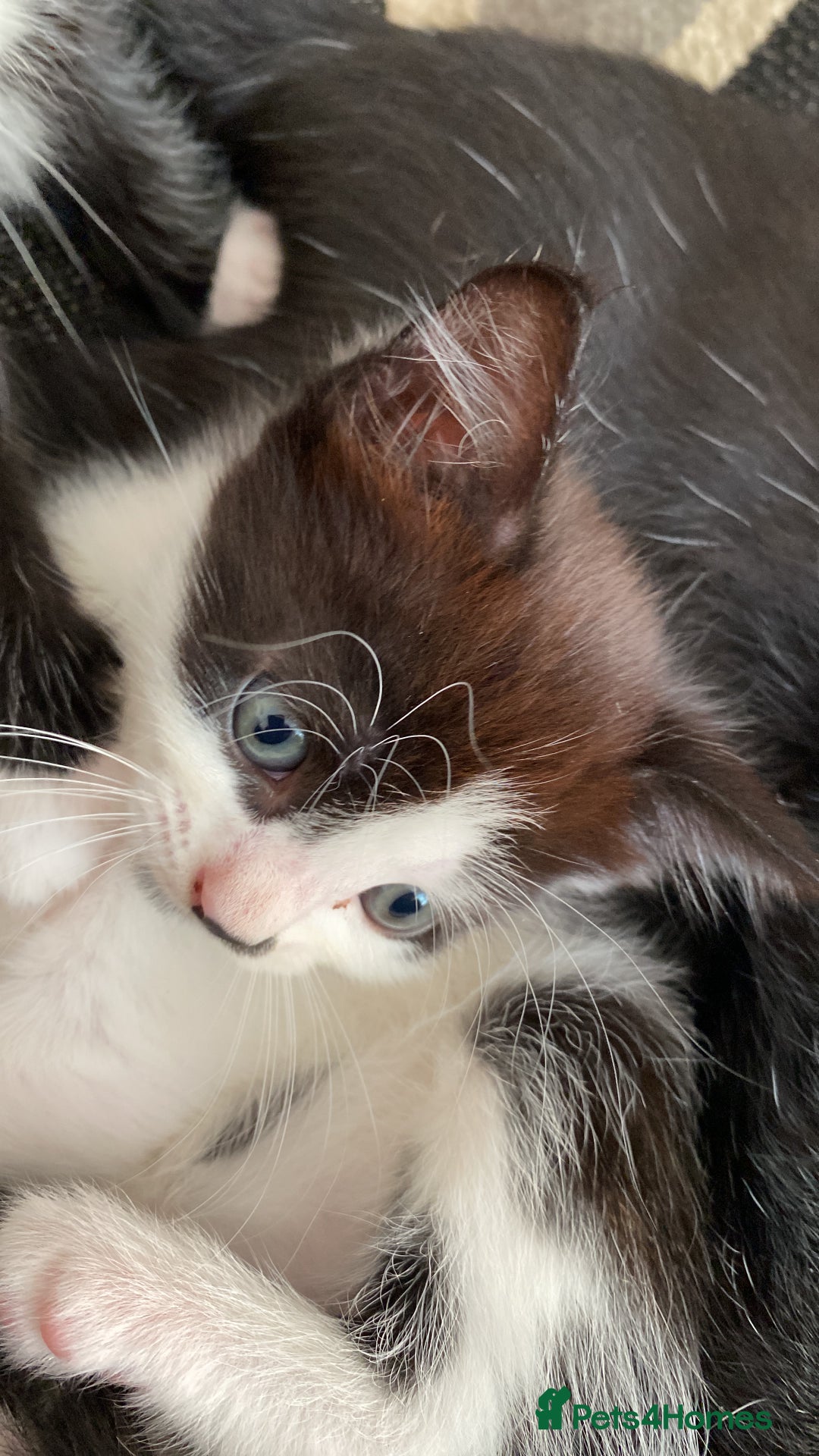 Domestic Shorthair cats for sale: 3 gorgeous kittens - Image 6