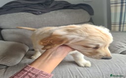 Golden Retriever dogs for sale: Golden retriever puppy - Image 5