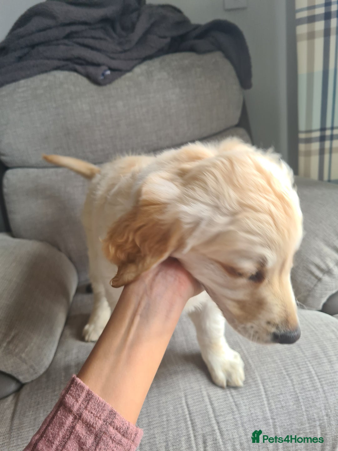 Golden Retriever dogs for sale: Golden retriever puppy - Image 5