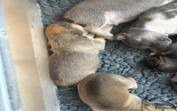 Mixed Breed dogs for sale: French billhuahua - Image 15