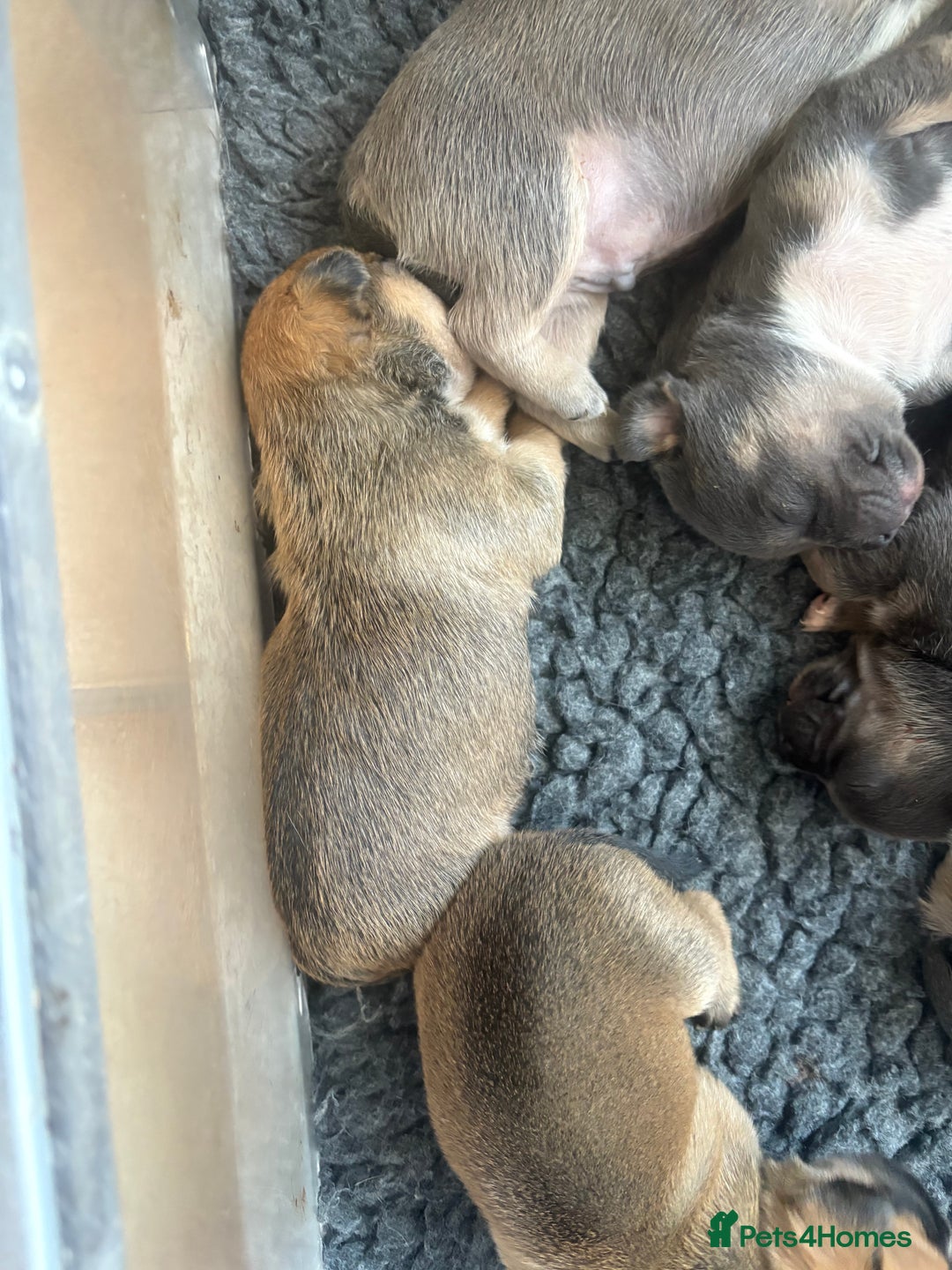 Mixed Breed dogs for sale: French billhuahua - Image 15