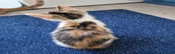 Mixed Breed cats for sale: Very Cute Calico Girl - Advert 28