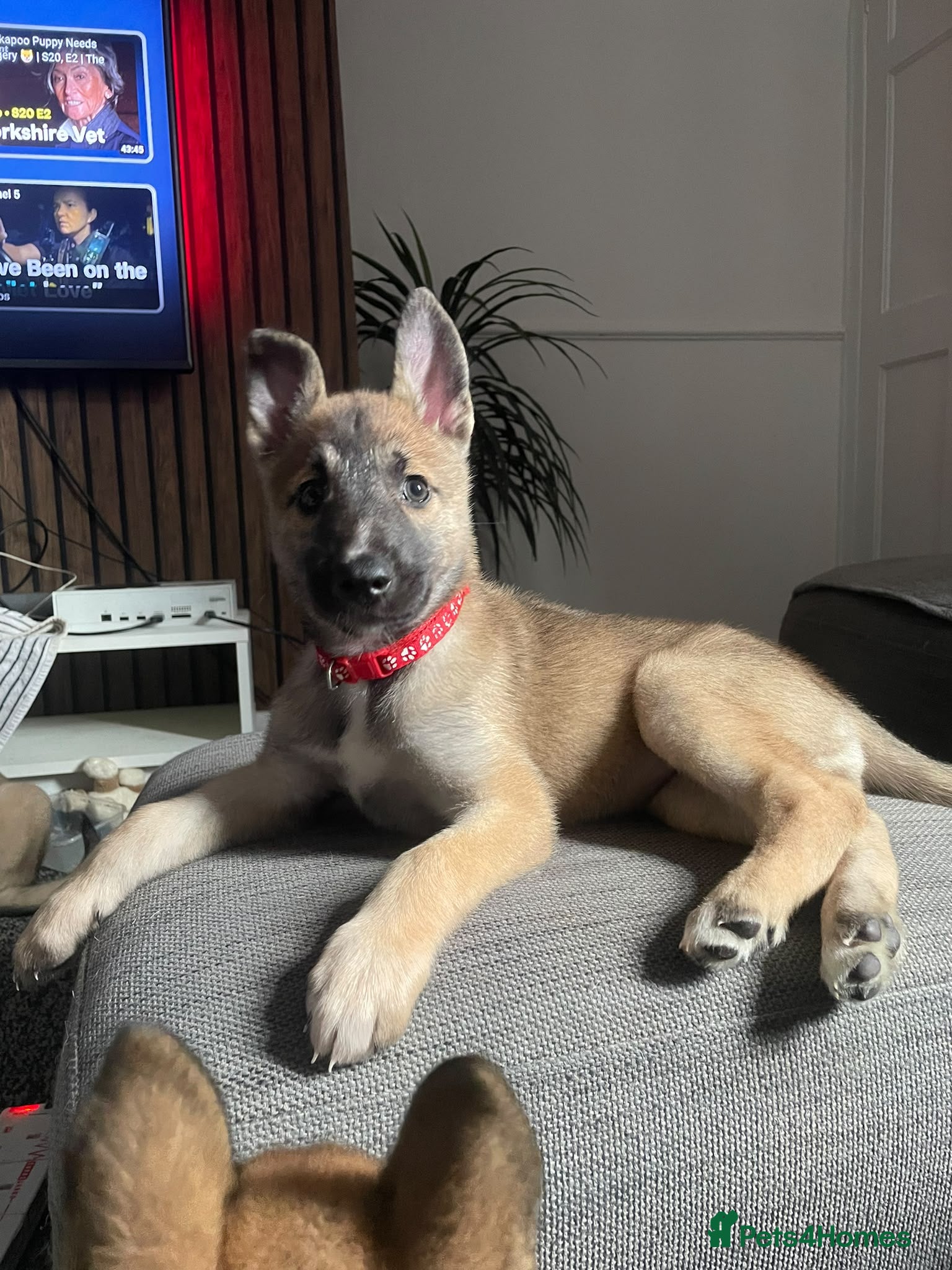 Mixed Breed dogs Belgium malinois x husky - Advert 10
