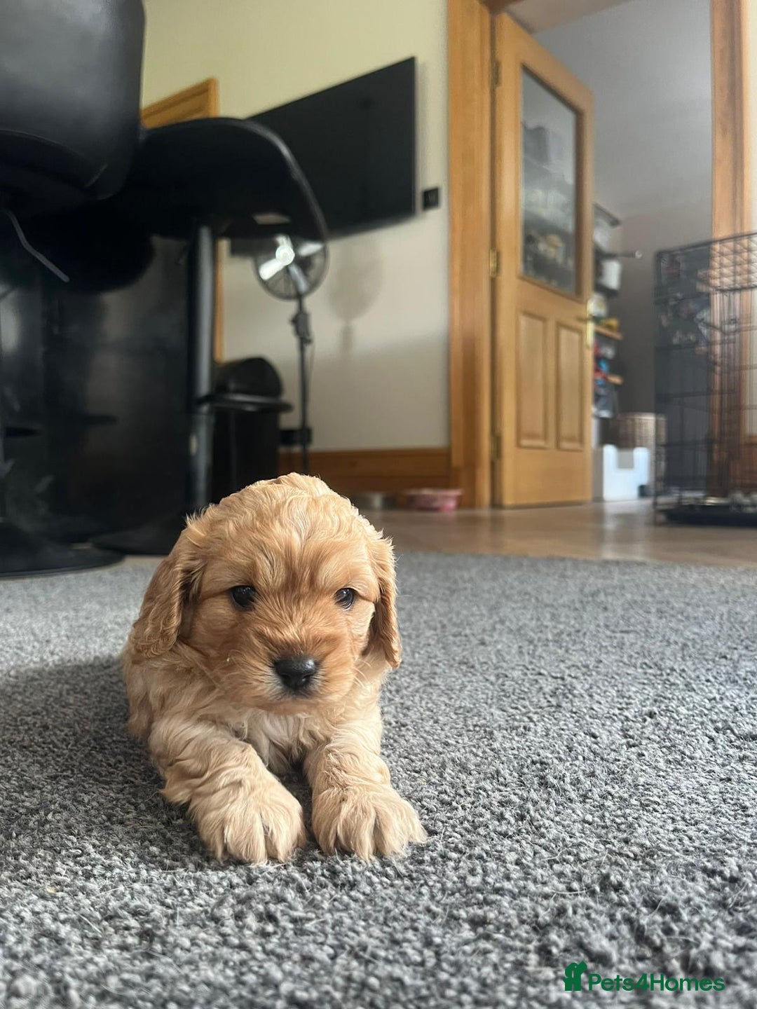 Cavapoo dogs for sale: Gorgeous F1 cavapoo pups (1 remaining) - Image 2
