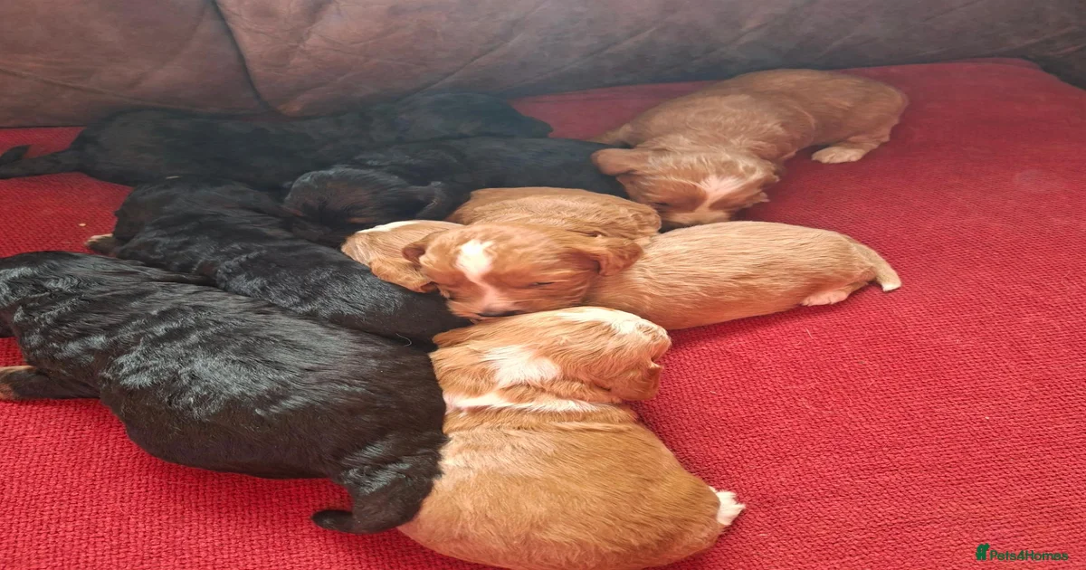 F1 Cockapoo Pups for sale in Bourne | Pets4Homes