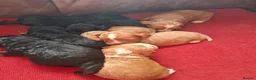 Cockapoo dogs for sale: F1 Cockapoo Pups  - Advert 1