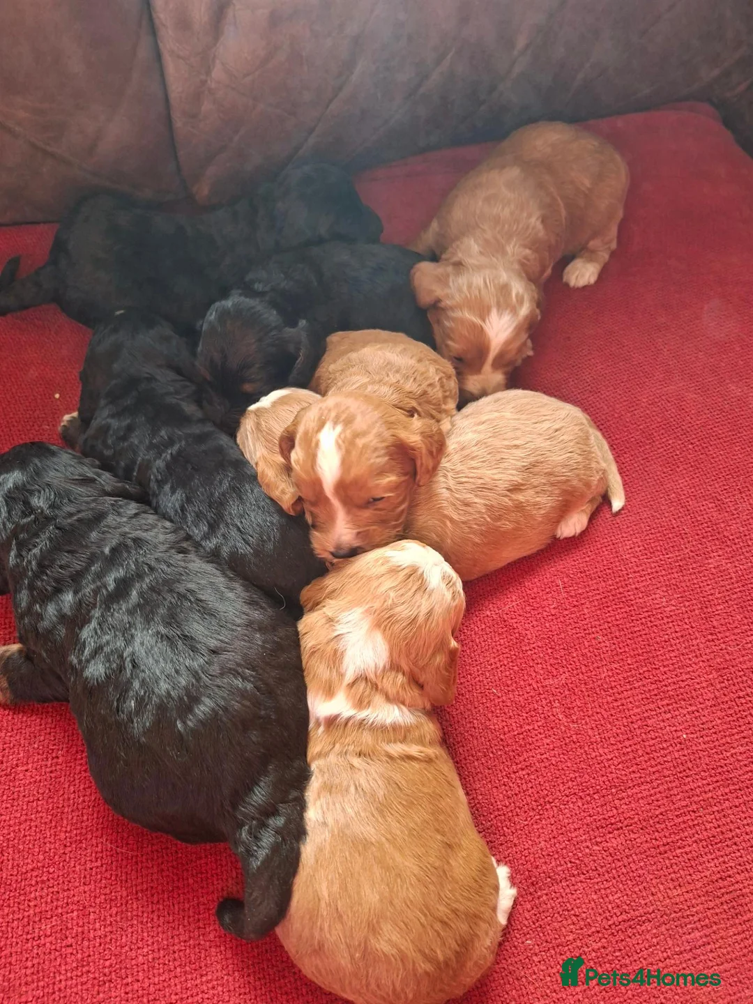 Cockapoo dogs for sale: F1 Cockapoo Pups  - Advert 1