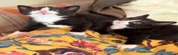 Mixed Breed cats for sale: Kittens from loving country cottage home - Advert 7