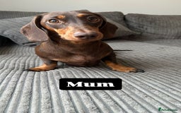 Miniature Dachshund dogs for sale: KC Registered Miniature Dachshund Puppies - Image 7