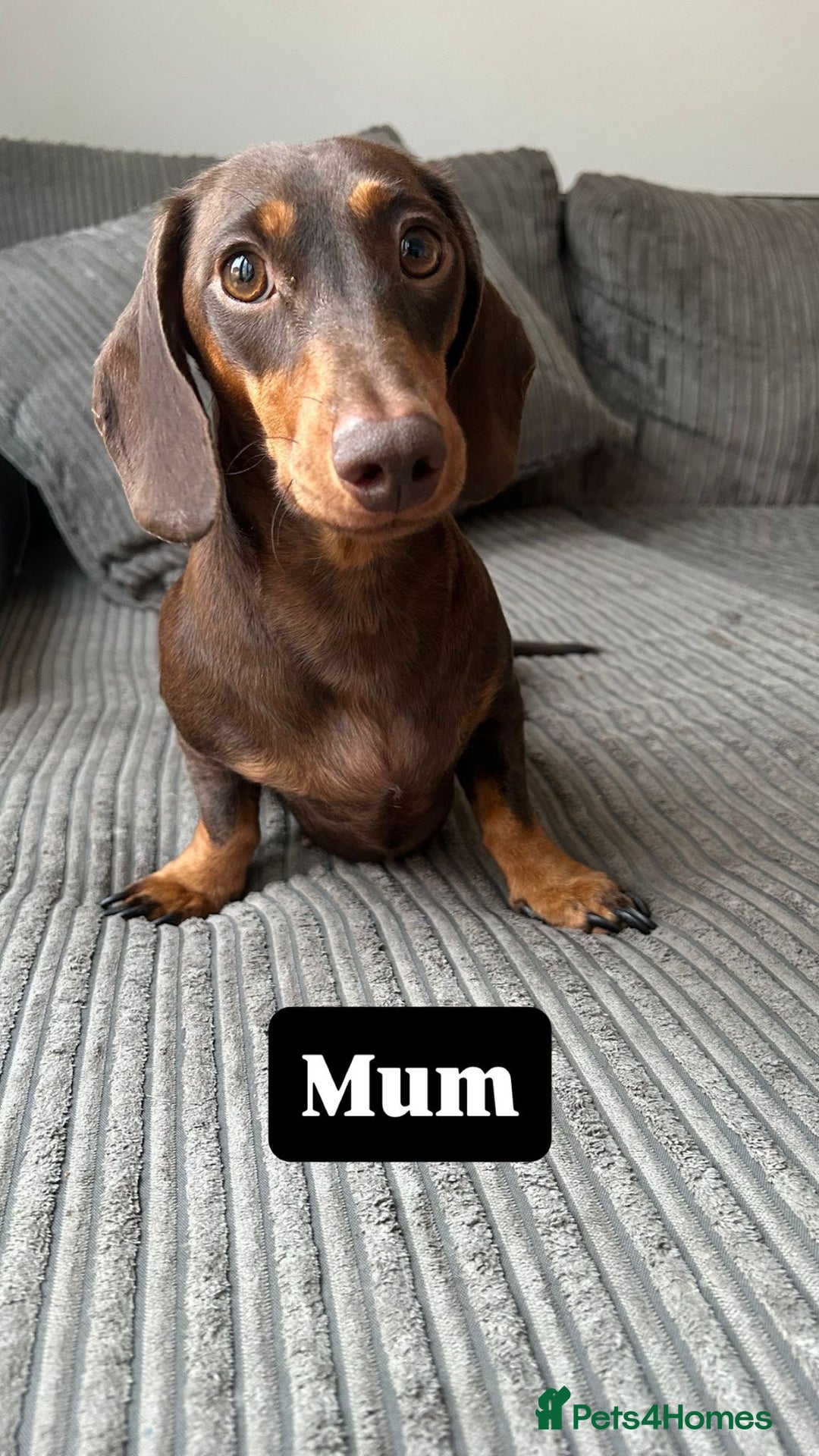 Miniature Dachshund dogs for sale: KC Registered Miniature Dachshund Puppies - Image 7