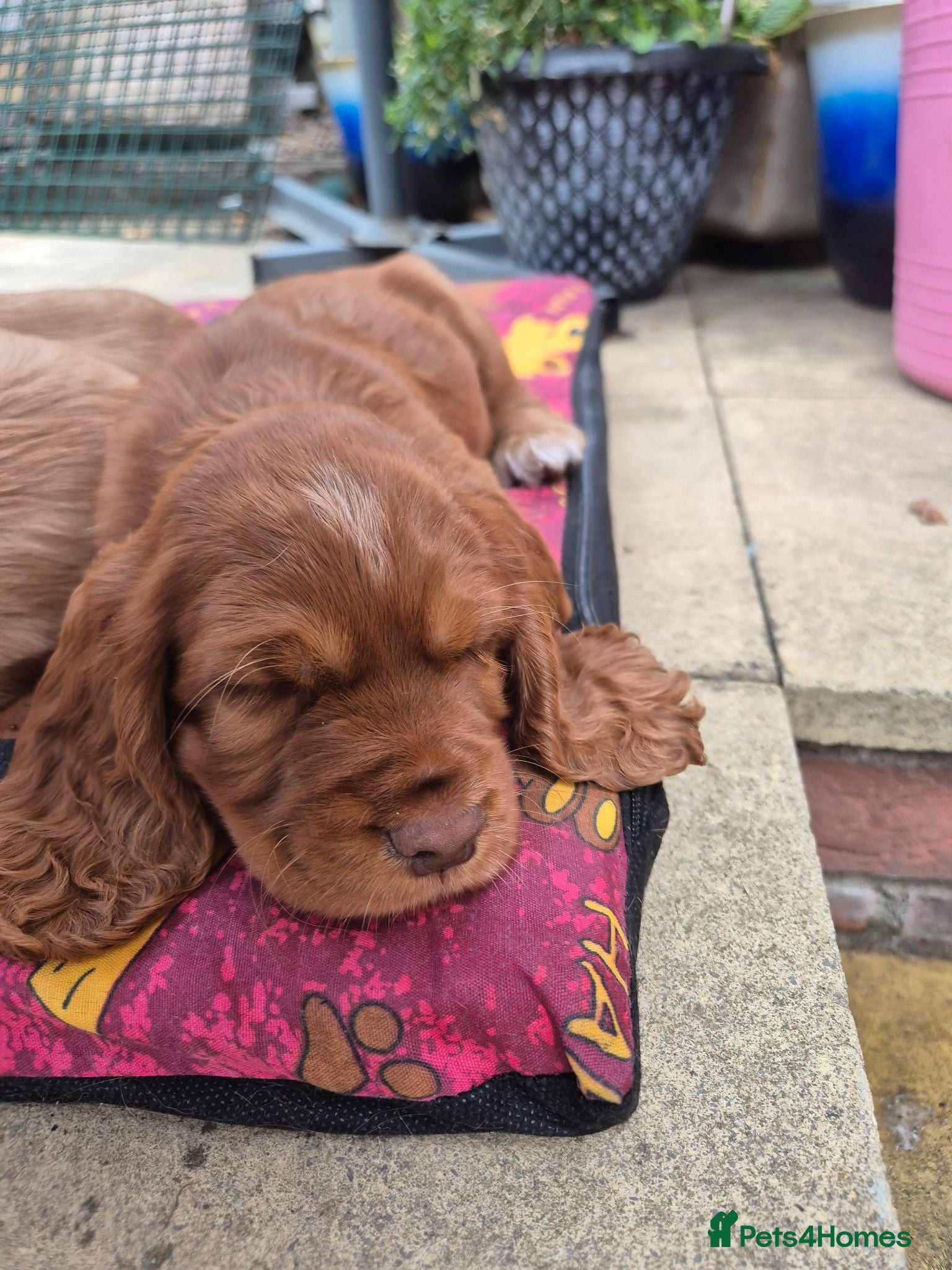 Cocker Spaniel dogs Cocker spaniels Barnsley area - Advert 1