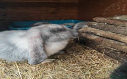 Mini Lop rabbits for sale: British lop babies  - Image 6