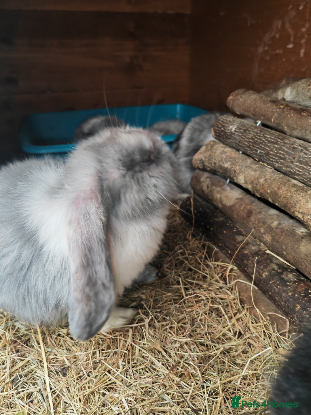 Mini Lop rabbits for sale: British lop babies  - Image 6