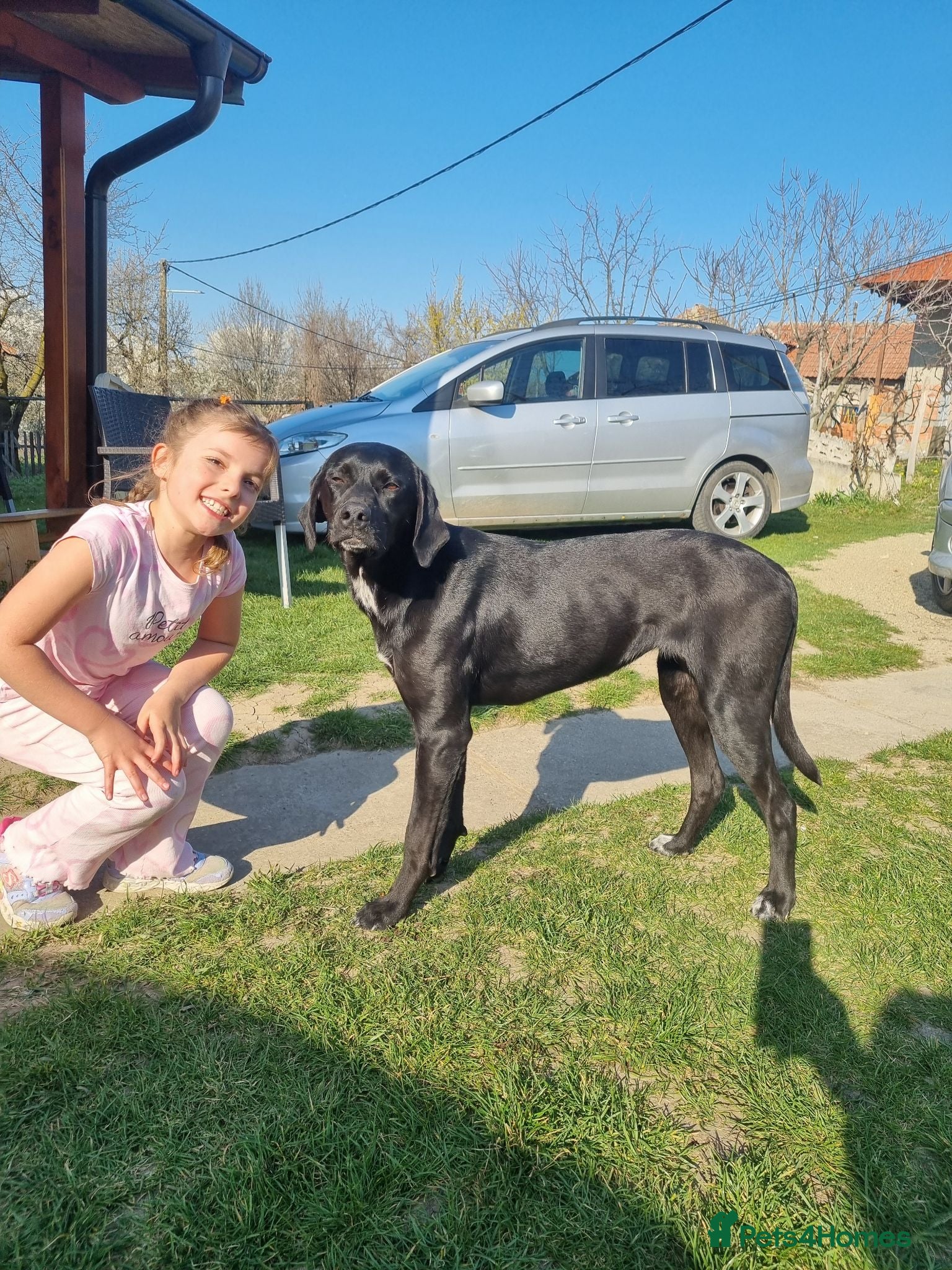 Pointer dogs Donna – Beautiful English Pointer Cross - Advert 1