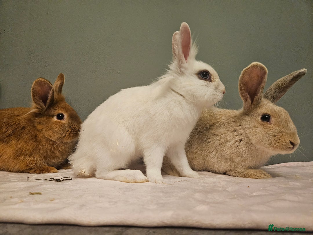 Lionhead rabbits for sale: Lion head x **2 left ready now - Advert 9