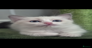Ragdoll cats - Advert 5