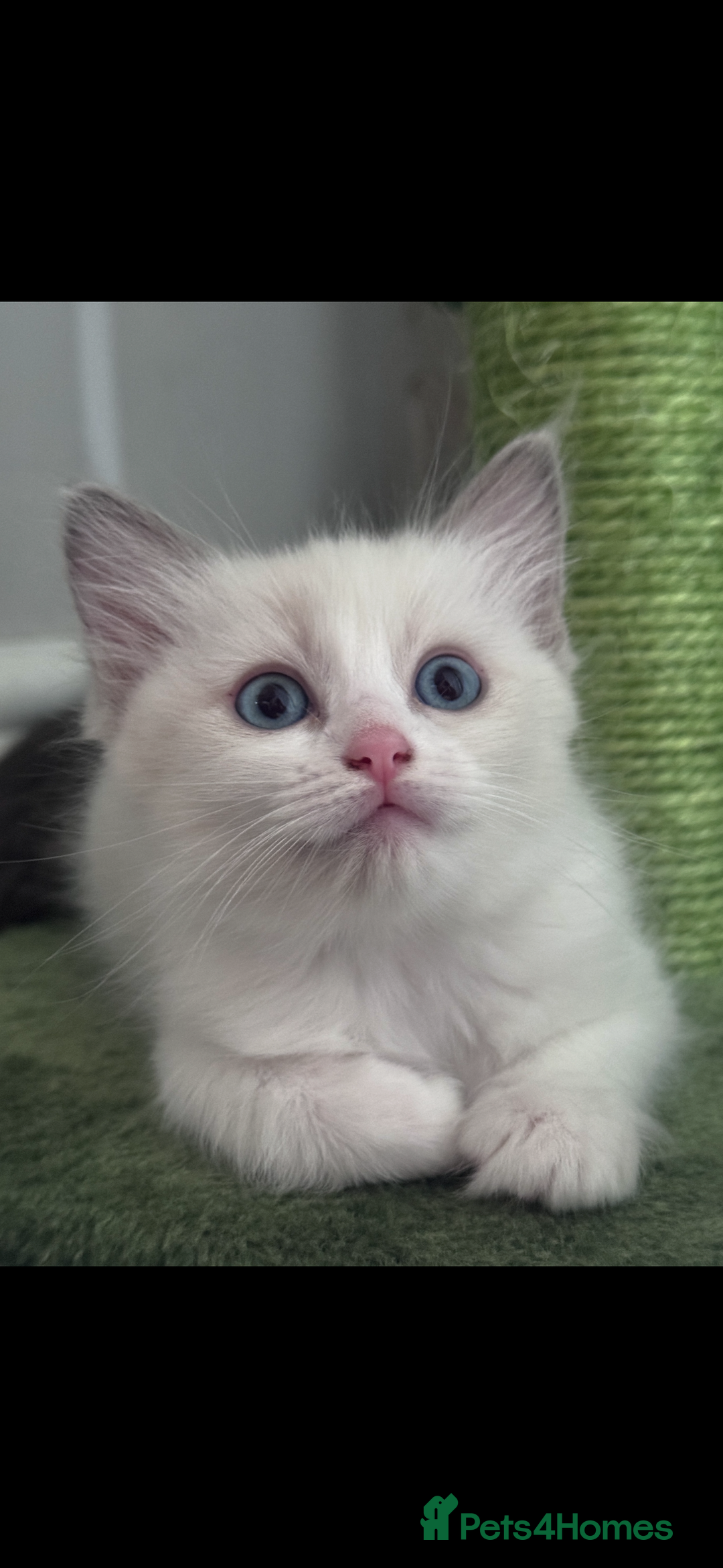 Ragdoll cats for sale: 2 female blue bicoloured ragdolls for sale🤍 - Image 3