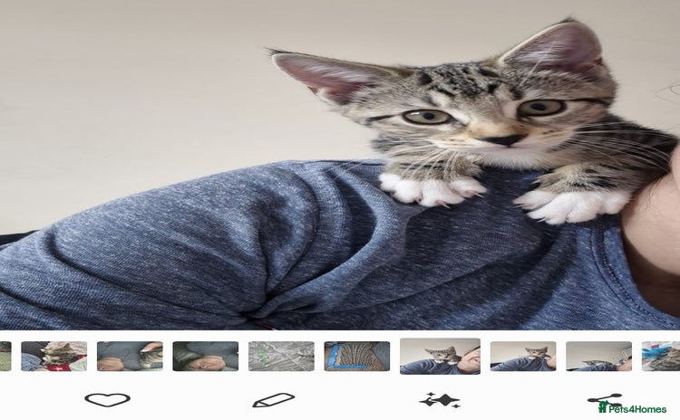 Domestic Shorthair cats - Advert 5