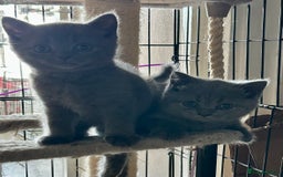 British Shorthair cats for sale: Gorgeous Blue British Shorthairs  - Image 13