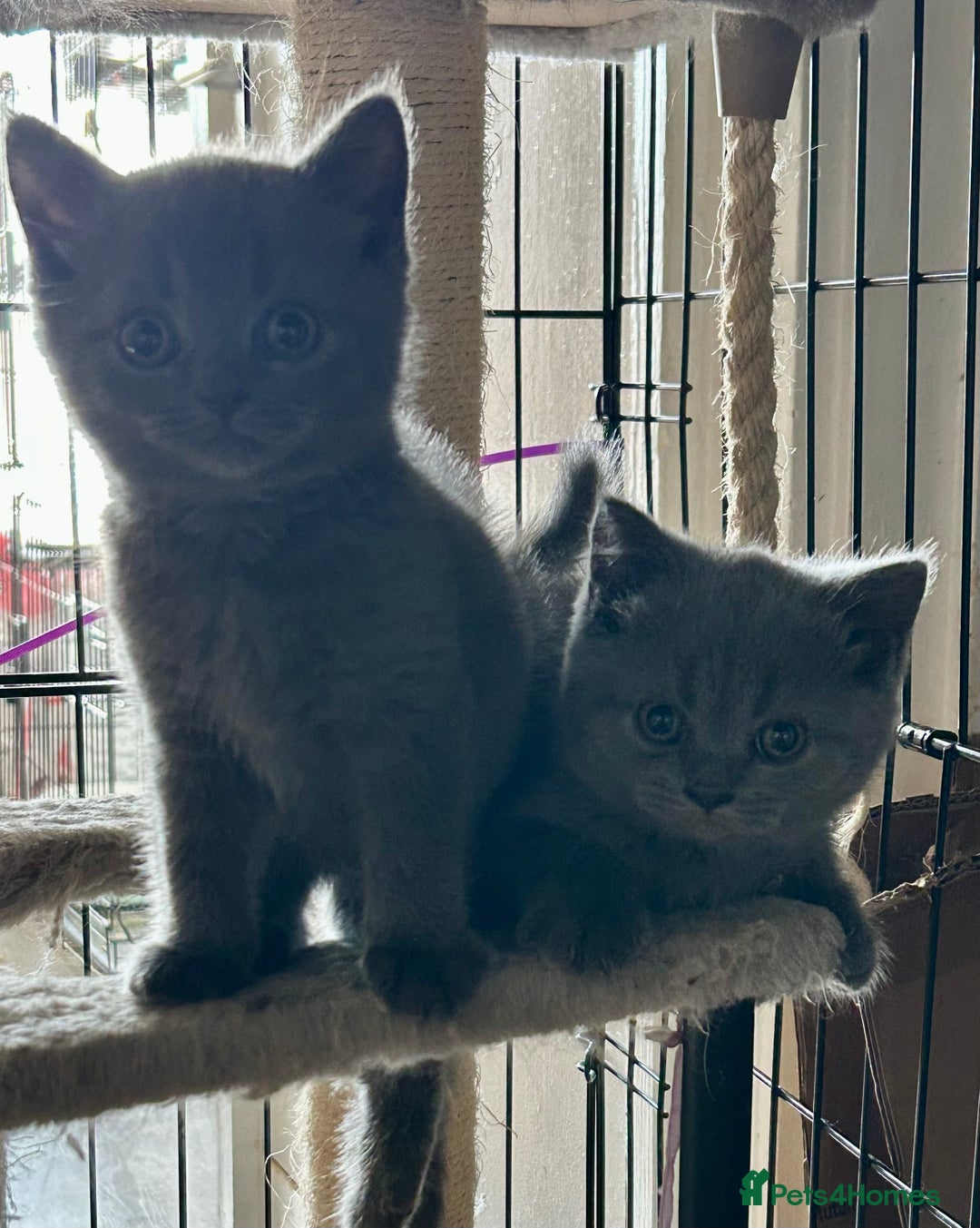 British Shorthair cats for sale: Gorgeous Blue British Shorthairs  - Image 13