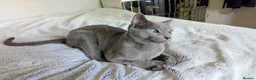 Russian Blue cats for sale: Rehoming Pasha - Advert 7