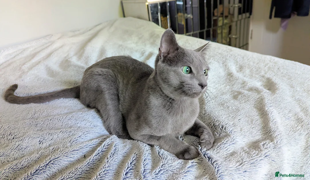Russian Blue cats for sale: Rehoming Pasha - Advert 7