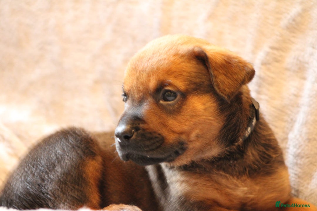 Mixed Breed dogs for sale: Rottweiler/pressa f1 - Image 21
