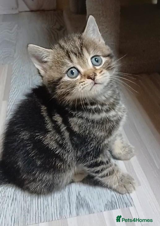 British Shorthair cats British kittens  - Advert 3