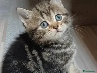 British Shorthair cats British kittens - Advert 3