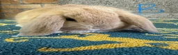 Mini Lop rabbits for sale: Mini Lop Rabbits For Sale - Advert 14