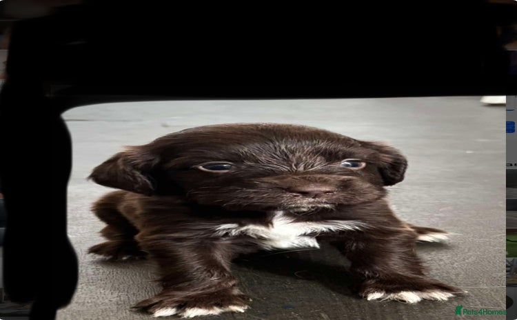 Cocker Spaniel dogs - Advert 16