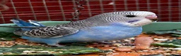 Budgerigars birds for sale: Baby budgies  - Advert 4