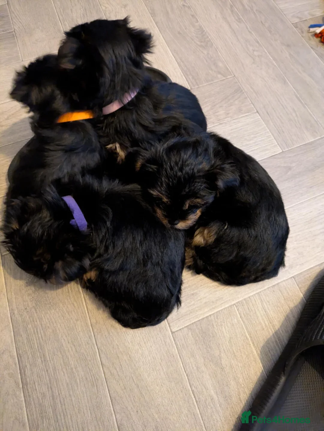 Yorkshire Terrier dogs for sale: Cute yorkies for sale - Advert 4