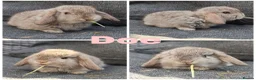 Mini Lop rabbits for sale: Beautiful Pure Mini Lops for Reserve - Advert 2