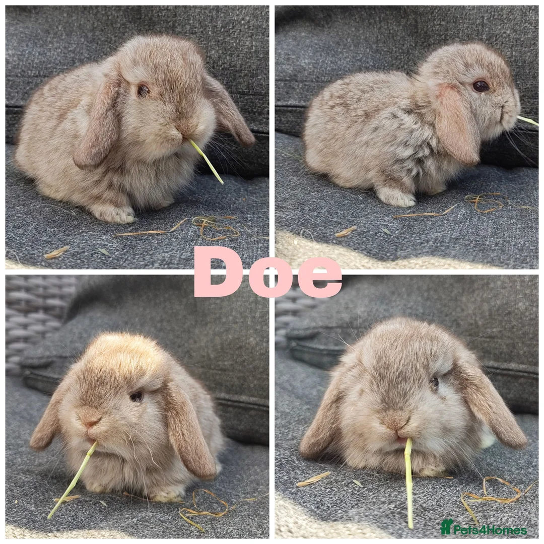Mini Lop rabbits for sale: Beautiful Pure Mini Lops for Reserve - Advert 2