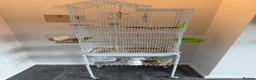 Budgerigars birds for sale: Male & Female Budgies with Cage & Accessories - Advert 4