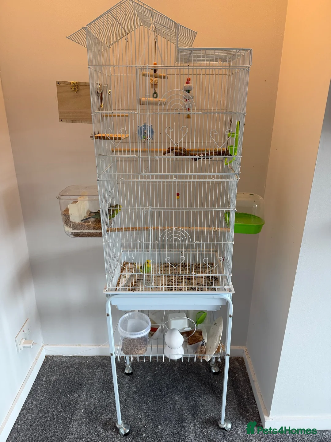 Budgerigars birds for sale: Male & Female Budgies with Cage & Accessories - Advert 4